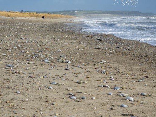 An image labelled Beach