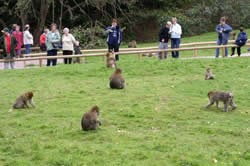 Trentham Monkey Park