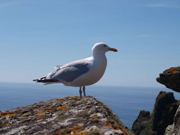 An image labelled Bird's eye view