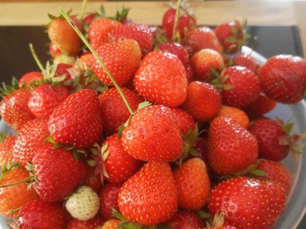 An image labelled Food