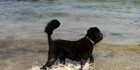 An image labelled Doggy Experience