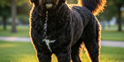 An image labelled Doggy Experience
