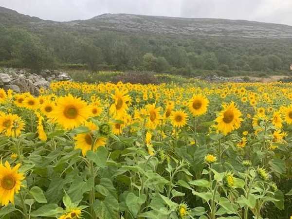 Hình ảnh có nhãn Natural landscape