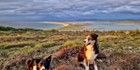 An image labelled Pet Friendly